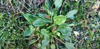 Măcrișul, mai mult decât o plantă acrișoară – 10 beneficii esențiale