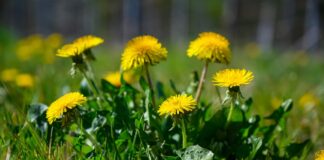 Păpădia – plantă medicinală pentru ficat sănătos și rinichi curați