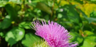 Sucul de brusture – efecte benefice asupra nivelului de acid uric și sănătății vasculare