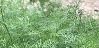 Mărarul, comoara verde din grădină: leacuri naturale cu suc, ulei și infuzie