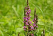 Ceai de răchitan (Lythrum salicaria) – aliat digestiv și cutanat cu beneficii pentru toate vârstele