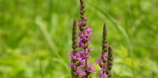 Ceai de răchitan (Lythrum salicaria) – aliat digestiv și cutanat cu beneficii pentru toate vârstele