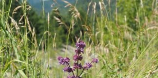 Salvia verticillata – plantă medicinală valoroasă cu potențial antioxidant, neuroprotector și anticancerigen