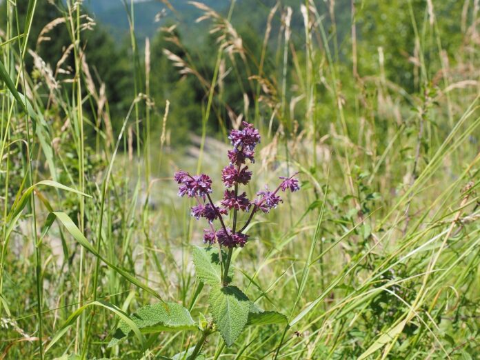 1-salvia verticillata-salvie-liliac