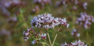 Ceaiul de sovârf – antibiotic natural și scut împotriva infecțiilor