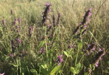Ceaiul de vindecea (Betonica officinalis) – remediu natural împotriva anxietății, durerilor de cap și abdominale