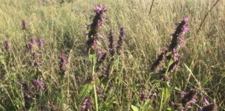 Ceaiul de vindecea (Betonica officinalis) – remediu natural împotriva anxietății, durerilor de cap și abdominale