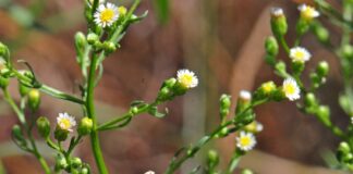 Bătrânișul – antibiotic natural și remediu tradițional pentru răni, inflamații și infecții urinare