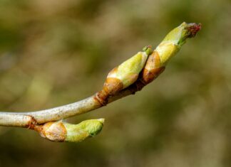 Secretul mugurilor de plop: remedii pentru imunitate, dureri și afecțiuni respiratorii