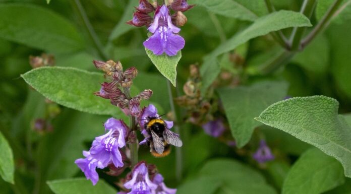 Cum acționează uleiul de salvie asupra sănătății?