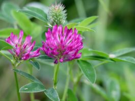 Trifoiul roșu – o alternativă naturală pentru ameliorarea bufeurilor și reducerea riscului de cancer mamar