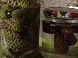 Tinctura de pin pentru sănătatea vaselor de sânge și prevenirea accidentului vascular cerebral