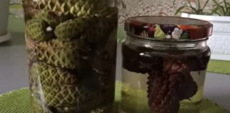 Tinctura de pin pentru sănătatea vaselor de sânge și prevenirea accidentului vascular cerebral