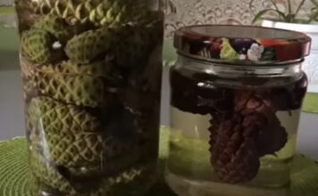 Tinctura de pin pentru sănătatea vaselor de sânge și prevenirea accidentului vascular cerebral