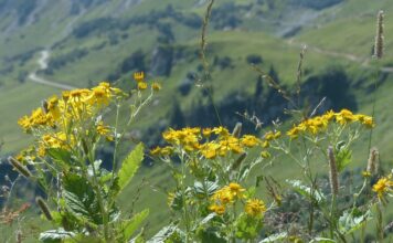 Cruciulița (Senecio rupestris) – plantă medicinală pentru femei
