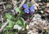 Plămânărica nepătată (Pulmonaria obscura) – plantă medicinală din pădurile de foioase