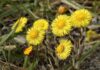 Podbal (Tussilago farfara) – plantă medicinală indicată pentru sistemul respirator