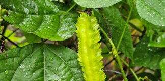 Fasolea Psophocarpus tetragonolobus – o sursă de proteine, care poate înlocui carnea
