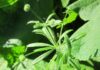 Lipicioasa – planta din care prepari cel mai bun tonic de primăvară