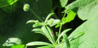 Lipicioasa – planta din care prepari cel mai bun tonic de primăvară
